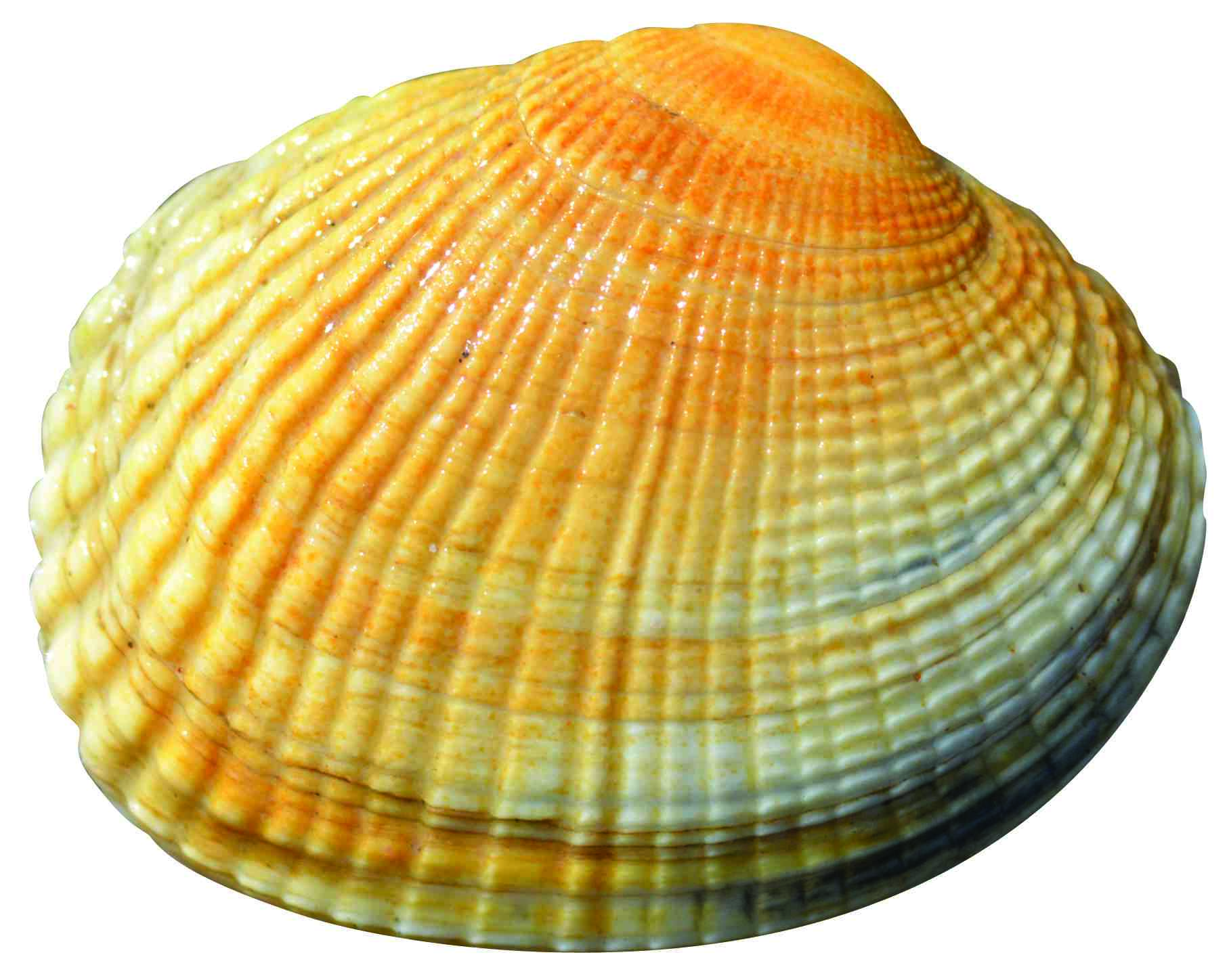 Ribbed venus clam